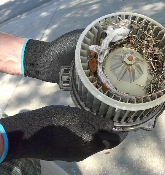 About Air Duct Mice Removal in Albany, CA